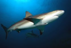 crusing reef sharks by T. Singer 